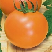 Apelsin Tomato TM794-10_Base