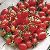 Fantastico Tomato TM896-10