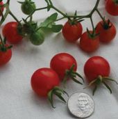 Mexico Midget Tomato Seeds TM551-20_Base