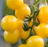 Yellow Currant Tomato Seeds TM40-20_Base