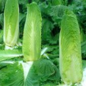 Monument Chinese Cabbage Seeds CB26-100_Base