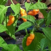 Datil Orange Pepper Seeds HP1948-10_Base
