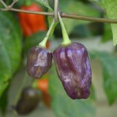 Naga Purple Pepper Seeds HP2374-10_Base