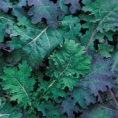Red Russian Kale Seeds KL2-750_Base