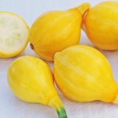 Lemon Squash Seeds SQ124-10_Base