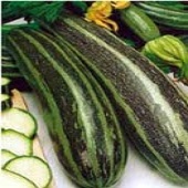Vegetable Marrow Green Squash Seeds SQ87-10_Base