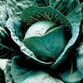 Discovery Cabbage Seeds CB19-50_Base
