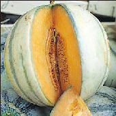 Charentais Melon Seeds CA53-20_Base