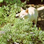 Catmint HB19-100_Base