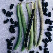 Black Valentine Bean Seeds BN74-50_Base
