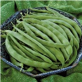 Bountiful Bush Beans BN38-50