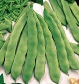 Bush Romano Beans BN28-50
