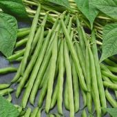 Greencrop Bush Beans BN58-50