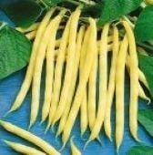 Improved Golden Wax Bush Beans BN8-50
