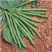 Jade Bush Beans BN93-50