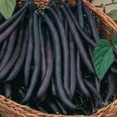Purple Queen Improved Bean Seeds BN10-50_Base