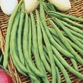 Top Crop Bush Beans BN13-50