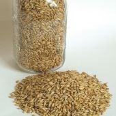Barley Seeds GN4-100_Base