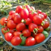 A Grappoli Corbarino Tomato Seeds TM307-20_Base