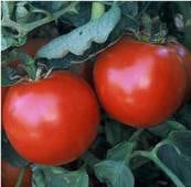 A - Anthracnose Resistant Tomatoes