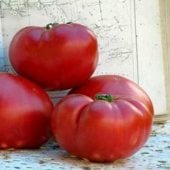 Aker's West Virginia Tomato TM313-20