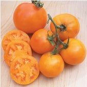 Amish Gold Slicer Tomato Seeds TM826-20_Base