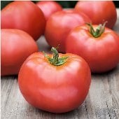 Humidity Tolerant Tomato