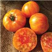 Beauty King Tomato Seeds TM797-20_Base