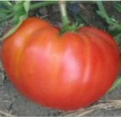 Believe It or Not Tomato TM314-20