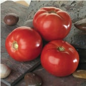 Mid Season Tomato - 75 to 85 days