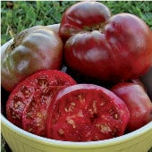 Black Krim Tomato TM14-20