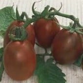 Black Plum Tomato TM15-20