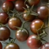 Black Cherry Tomato TM328-20_Base