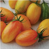 Artisan Series Tomato