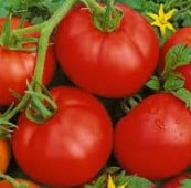 Processing Tomato