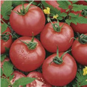 Brandymaster Pink Tomato Seeds TM569-20_Base