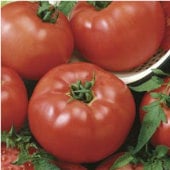 Brandymaster Tomato (Red) TM570-20