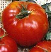 Brandywine Tomato (Landis Valley Strain) TM238-20