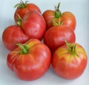 Burgundy Traveler Tomato Seeds TM491-20_Base