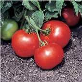 Bush Beefsteak Tomato Seeds TM538-20_Base