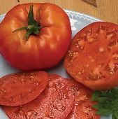 Beefsteak Indeterminate Tomato Seeds TM9-20_Base
