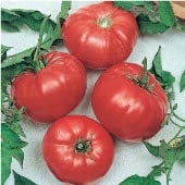 Brandywine Tomato (Red Potato Leaf) TM698-20