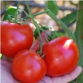 Carmello Tomato Seeds TM762-10_Base