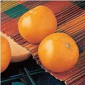 Carolina Gold Tomato Seeds TM29-10_Base