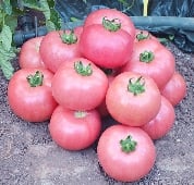 Caspian Pink Tomato Seeds TM31-10_Base