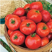 Celebration Tomato Seeds TM751-20_Base