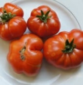 Ceylon Tomato TM670-10