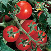 Chadwick's Cherry Tomato TM379-20