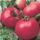 Chef's Choice Pink Tomato Seeds TM845-20_Base
