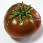 Cherokee Chocolate Tomato TM748-20